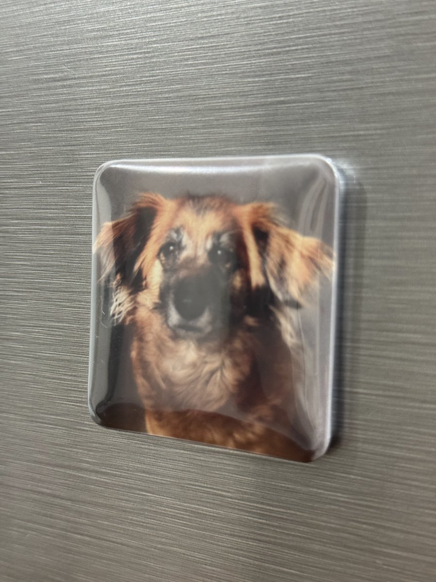 Íman Liame com a foto de um cão, colado num frigorífico